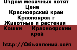 Отдам месячных котят › Цена ­ 1 - Красноярский край, Красноярск г. Животные и растения » Кошки   . Красноярский край